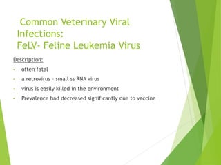 Common Veterinary Viral
Infections:
FeLV- Feline Leukemia Virus
Description:
• often fatal
• a retrovirus – small ss RNA virus
• virus is easily killed in the environment
• Prevalence had decreased significantly due to vaccine
 