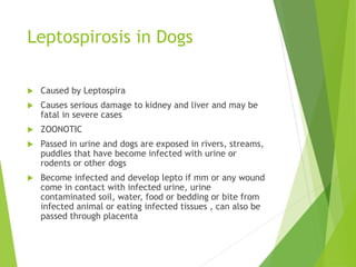 Leptospirosis in Dogs
 Caused by Leptospira
 Causes serious damage to kidney and liver and may be
fatal in severe cases
 ZOONOTIC
 Passed in urine and dogs are exposed in rivers, streams,
puddles that have become infected with urine or
rodents or other dogs
 Become infected and develop lepto if mm or any wound
come in contact with infected urine, urine
contaminated soil, water, food or bedding or bite from
infected animal or eating infected tissues , can also be
passed through placenta
 