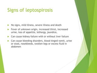 Signs of leptospirosis
 No signs, mild illness, severe illness and death
 Fever of unknown origin, increased thirst, increased
urine, loss of appetite, lethargy, jaundice,
 Can cause kidney failure with or without liver failure
 Can cause bleeding disorders, blood tinged vomit, urine
or stool, nosebleeds, swollen legs or excess fluid in
abdomen
 