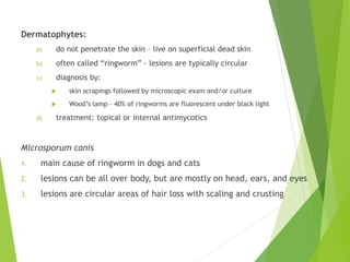 Dermatophytes:
a) do not penetrate the skin – live on superficial dead skin
b) often called “ringworm” - lesions are typically circular
c) diagnosis by:
 skin scrapings followed by microscopic exam and/or culture
 Wood’s lamp – 40% of ringworms are fluorescent under black light
d) treatment: topical or internal antimycotics
Microsporum canis
1. main cause of ringworm in dogs and cats
2. lesions can be all over body, but are mostly on head, ears, and eyes
3. lesions are circular areas of hair loss with scaling and crusting
 