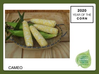 2020 NGB Year of the Corn Slide 11