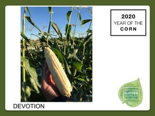 2020 NGB Year of the Corn Slide 13
