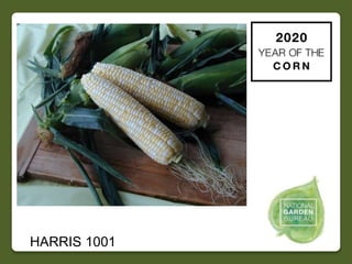 2020 NGB Year of the Corn Slide 18