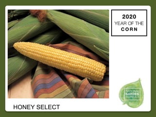 2020 NGB Year of the Corn Slide 19