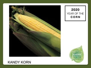 2020 NGB Year of the Corn Slide 25