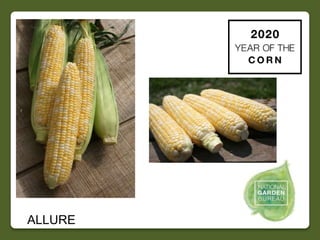 2020 NGB Year of the Corn Slide 3