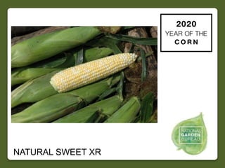 2020 NGB Year of the Corn Slide 30