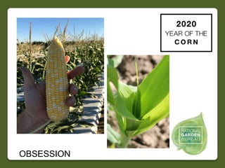 2020 NGB Year of the Corn Slide 32