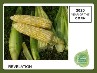 2020 NGB Year of the Corn Slide 40