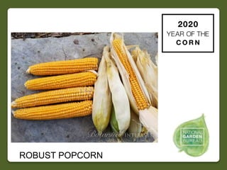 2020 NGB Year of the Corn Slide 41