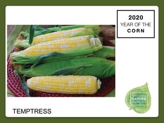 2020 NGB Year of the Corn Slide 52