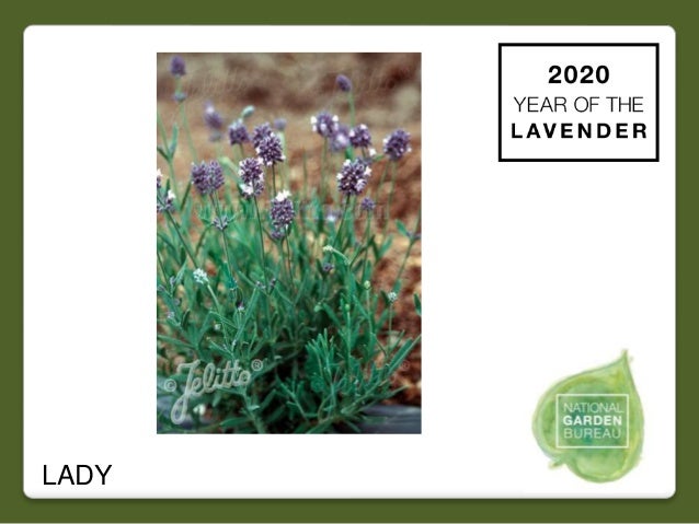 2020 NGB Year of the Lavender