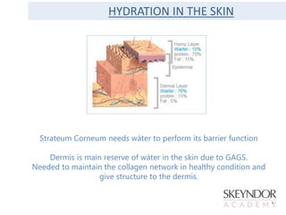 HYDRATION IN THE SKIN
Strateum Corneum needs wáter to perform its barrier function
Dermis is main reserve of wáter in the skin due to GAGS.
Needed to maintain the collagen network in healthy condition and
give structure to the dermis.
 