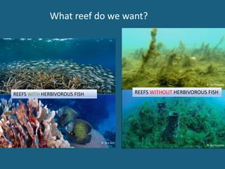 www.healthyreefs.org
mcfield@healthyreefs.org
Healthy Reefs for
Healthy People
@HealthyReefs
@HealthyReefsMX
HealthyReefs
...