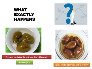WHAT
EXACTLY
HAPPENS
Mango shrinken in salt solution : Osmosis
Dates swells after soaked in water
Plasmolysis
6
 
