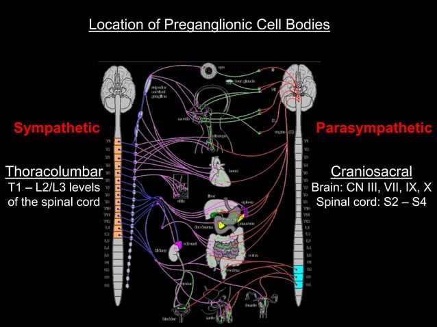 The parasympathetic nervous system | PPT