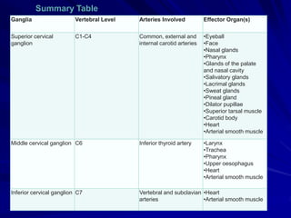 Ganglia Vertebral Level Arteries Involved Effector Organ(s)
Superior cervical
ganglion
C1-C4 Common, external and
internal carotid arteries
•Eyeball
•Face
•Nasal glands
•Pharynx
•Glands of the palate
and nasal cavity
•Salivatory glands
•Lacrimal glands
•Sweat glands
•Pineal gland
•Dilator pupillae
•Superior tarsal muscle
•Carotid body
•Heart
•Arterial smooth muscle
Middle cervical ganglion C6 Inferior thyroid artery •Larynx
•Trachea
•Pharynx
•Upper oesophagus
•Heart
•Arterial smooth muscle
Inferior cervical ganglion C7 Vertebral and subclavian
arteries
•Heart
•Arterial smooth muscle
Summary Table
•
 