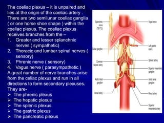 The coeliac plexus – it is unpaired and
lies at the origin of the coeliac artery .
There are two semilunar coeliac ganglia
( or one horse shoe shape ) within the
coeliac plexus. The coeliac plexus
receives branches from the –
1. Greater and lesser splanchnic
nerves ( sympathetic)
2. Thoracic and lumbar spinal nerves (
sensory)
3. Phrenic nerve ( sensory)
4. Vagus nerve ( parasympathetic )
A great number of nerve branches arise
from the celiac plexus and run in all
directions to form secondary plexuses.
They are-
 The phrenic plexus
 The hepatic plexus
 The splenic plexus
 The gastric plexus
 The pancreatic plexus
 