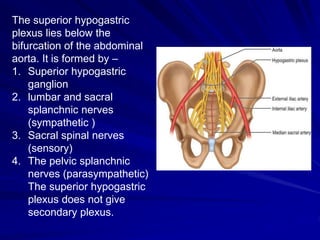 The superior hypogastric
plexus lies below the
bifurcation of the abdominal
aorta. It is formed by –
1. Superior hypogastric
ganglion
2. lumbar and sacral
splanchnic nerves
(sympathetic )
3. Sacral spinal nerves
(sensory)
4. The pelvic splanchnic
nerves (parasympathetic)
The superior hypogastric
plexus does not give
secondary plexus.
 
