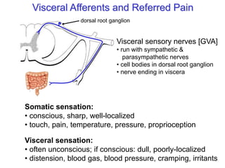 Visceral Afferents and Referred Pain
Somatic sensation:
• conscious, sharp, well-localized
• touch, pain, temperature, pressure, proprioception
Visceral sensation:
• often unconscious; if conscious: dull, poorly-localized
• distension, blood gas, blood pressure, cramping, irritants
dorsal root ganglion
Visceral sensory nerves [GVA]
• run with sympathetic &
parasympathetic nerves
• cell bodies in dorsal root ganglion
• nerve ending in viscera
 