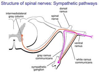 spinal
nerve
dorsal
ramus
ventral
ramus
gray ramus
communicans white ramus
communicans
sympathetic
ganglion
intermediolateral
gray column
Structure of spinal nerves: Sympathetic pathways
 