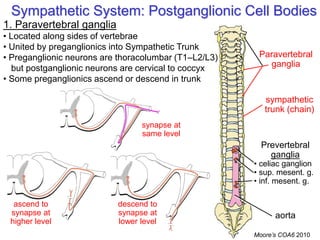 Sympathetic System: Postganglionic Cell Bodies
Paravertebral
ganglia
Prevertebral
ganglia
• celiac ganglion
• sup. mesent. g.
• inf. mesent. g.
aorta
sympathetic
trunk (chain)
1. Paravertebral ganglia
• Located along sides of vertebrae
• United by preganglionics into Sympathetic Trunk
• Preganglionic neurons are thoracolumbar (T1–L2/L3)
but postganglionic neurons are cervical to coccyx
• Some preganglionics ascend or descend in trunk
synapse at
same level
ascend to
synapse at
higher level
descend to
synapse at
lower level
Moore’s COA6 2010
 