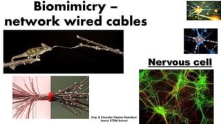 Biomimicry –
network wired cables
Nervous cell
Eng. & Educator Osama Ghandour
Assiut STEM School
 