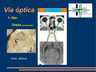 Vía óptica
1- Ojo:
Órbita (continente)
Vista oblícua
 