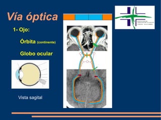 Vía óptica
1- Ojo:
Órbita (continente)
Globo ocular
Vista sagital
 