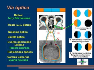 Vía óptica
Corteza Calcarina
Cuarta neurona
Retina:
1er y 2da neurona
Quiasma óptico
Cintilla óptica
Cuerpo geniculado
Externo
Tercera neurona
Radiaciones ópticas
A
B
C B- Hemianopsia heterónima
Bitemporal (Quiasma)
C- Hemianopsia homónima
Temporo-nasal derecha
(retroquiasmática)
Tracto (Nervio) óptico
A- Amaurosis o ceguera
unilateral
 