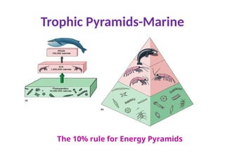 Trophic Pyramids-Marine
The 10% rule for Energy Pyramids
 