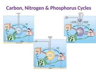 Carbon, Nitrogen & Phosphorus Cycles
 