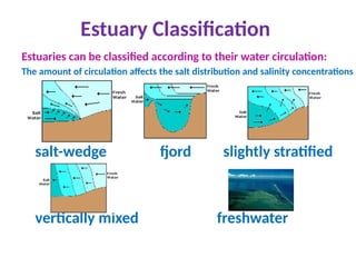 Estuary Classification
Estuaries can be classified according to their water circulation:
The amount of circulation affects the salt distribution and salinity concentrations
salt-wedge fjord slightly stratified
vertically mixed freshwater
 