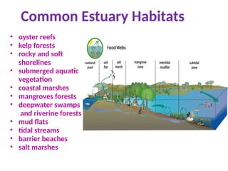 Common Estuary Habitats
• oyster reefs
• kelp forests
• rocky and soft
shorelines
• submerged aquatic
vegetation
• coastal marshes
• mangroves forests
• deepwater swamps
and riverine forests
• mud flats
• tidal streams
• barrier beaches
• salt marshes
 