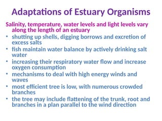 Adaptations of Estuary Organisms
Salinity, temperature, water levels and light levels vary
along the length of an estuary
• shutting up shells, digging borrows and excretion of
excess salts
• fish maintain water balance by actively drinking salt
water
• increasing their respiratory water flow and increase
oxygen consumption
• mechanisms to deal with high energy winds and
waves
• most efficient tree is low, with numerous crowded
branches
• the tree may include flattening of the trunk, root and
branches in a plan parallel to the wind direction
 