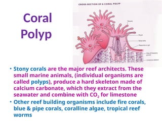 Coral
Polyp
• Stony corals are the major reef architects. These
small marine animals, (individual organisms are
called polyps), produce a hard skeleton made of
calcium carbonate, which they extract from the
seawater and combine with CO2 for limestone
• Other reef building organisms include fire corals,
blue & pipe corals, coralline algae, tropical reef
worms
 