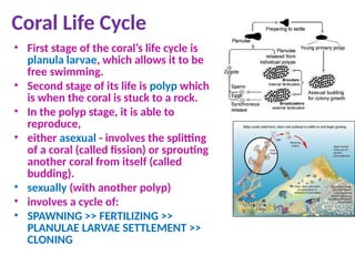 Coral Life Cycle
• First stage of the coral’s life cycle is
planula larvae, which allows it to be
free swimming.
• Second stage of its life is polyp which
is when the coral is stuck to a rock.
• In the polyp stage, it is able to
reproduce,
• either asexual - involves the splitting
of a coral (called fission) or sprouting
another coral from itself (called
budding).
• sexually (with another polyp)
• involves a cycle of:
• SPAWNING >> FERTILIZING >>
PLANULAE LARVAE SETTLEMENT >>
CLONING
 