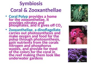 Symbiosis
Coral & Zooxanthellae
• Coral Polyp provides a home
for the zooxanthellae, it
provides nitrates and
phosphates, and it gives off CO2
• Zooxanthellae, a dinoflagellate
carries out photosynthesis and
make oxygen and food for the
polyp through photosynthesis,
gain nutrients from the corals
nitrogen and phosphorus
wastes, and provide for most
of the colors for the coral in
the reef making them look like
underwater gardens
 