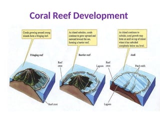 Coral Reef Development
 