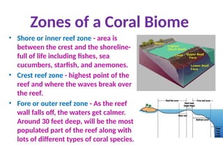 Zones of a Coral Biome
• Shore or inner reef zone - area is
between the crest and the shoreline-
full of life including fishes, sea
cucumbers, starfish, and anemones.
• Crest reef zone - highest point of the
reef and where the waves break over
the reef.
• Fore or outer reef zone - As the reef
wall falls off, the waters get calmer.
Around 30 feet deep, will be the most
populated part of the reef along with
lots of different types of coral species.
 