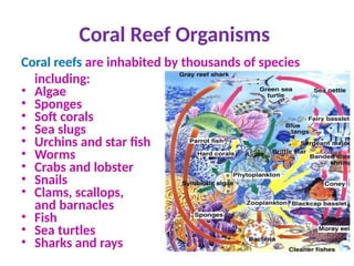 Coral Reef Organisms
Coral reefs are inhabited by thousands of species
including:
• Algae
• Sponges
• Soft corals
• Sea slugs
• Urchins and star fish
• Worms
• Crabs and lobster
• Snails
• Clams, scallops,
and barnacles
• Fish
• Sea turtles
• Sharks and rays
 