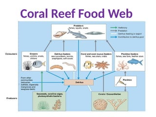 Coral Reef Food Web
 