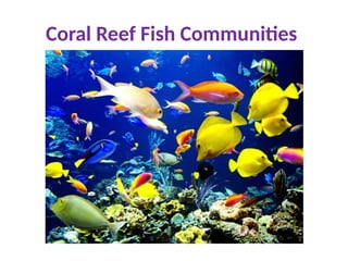 Coral Reef Fish Communities
 