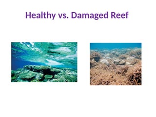 Healthy vs. Damaged Reef
 