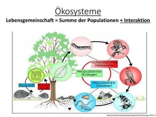Ökosysteme
https://meinlehrmittel.de/media/images/info/T3011av.jpg, 09.09.19
Lebensgemeinschaft = Summe der Populationen + Interaktion
 