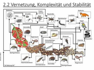 2.2 Vernetzung, Komplexität und Stabilität
 