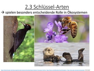 2.3 Schlüssel-Arten
→ spielen besonders entscheidende Rolle in Ökosystemen
https://www.lfu.bayern.de/natur/sap/arteninformationen/steckbrief/zeige?stbname=Dryocopus+martius, https://www.umweltbundesamt.de/honigbiene, https://www.das-tierlexikon.de/seeotter/, 05.05.2021
 
