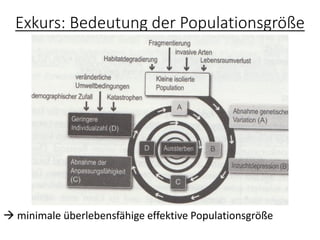 Exkurs: Bedeutung der Populationsgröße
→ minimale überlebensfähige effektive Populationsgröße
 