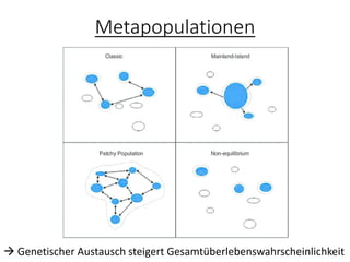 Metapopulationen
→ Genetischer Austausch steigert Gesamtüberlebenswahrscheinlichkeit
 