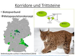 Korridore und Trittsteine
• Biotopverbund
→Metapopulationskonzept
https://de.wikipedia.org/wiki/Eurasischer_Luchs, http://www.werkstatt-treff.de/images/2014/Teich/dia1.jpg, http://www.hochmoseluebergang.rlp.de/fileadmin/_processed_/d/8/csm_20140902_B50n-BW14-im-Zuge-der-A1_BUE-Sm_04_c2819a7094.jpg, 24.01.2020
Verbreitung des Luchses in Deutschland (2014)
 